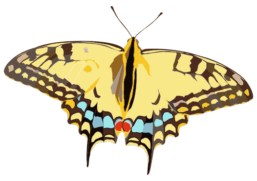 vlinders_drawing_gif
